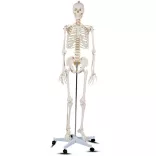 Anatomical Skeleton Model with Stand