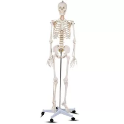 Anatomical Skeleton Model with Stand