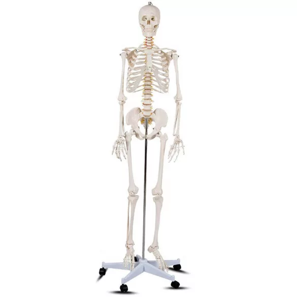 Anatomical Skeleton Model with Stand