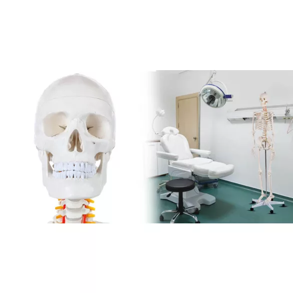 Anatomical Skeleton Model with Stand