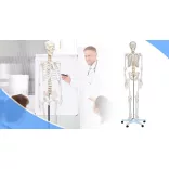 Anatomical Skeleton Model with Stand