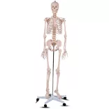 Anatomical Skeleton Model with Stand