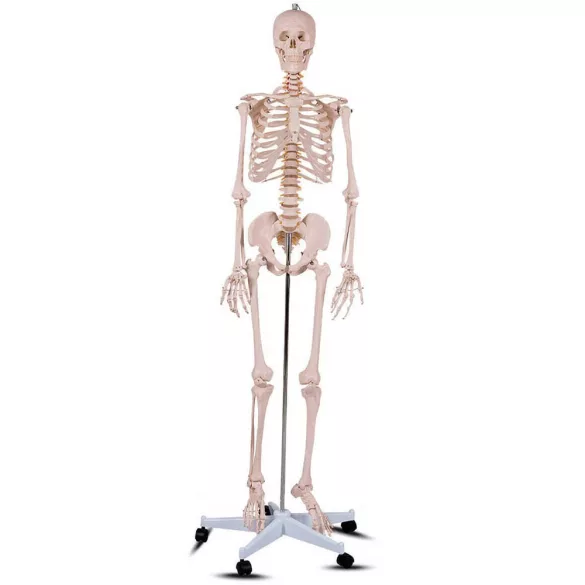 Anatomical Skeleton Model with Stand