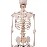Anatomical Skeleton Model with Stand