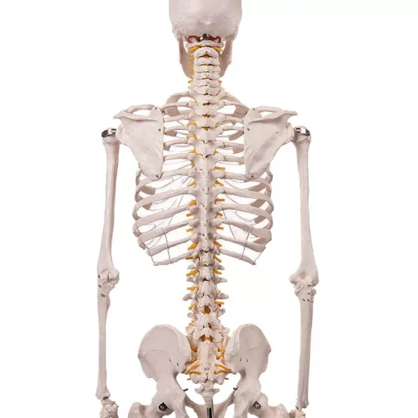 Anatomical Skeleton Model with Stand