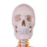 Anatomical Skeleton Model with Stand