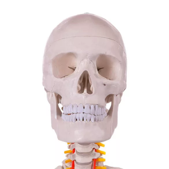 Anatomical Skeleton Model with Stand