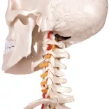 Anatomical Skeleton Model with Stand