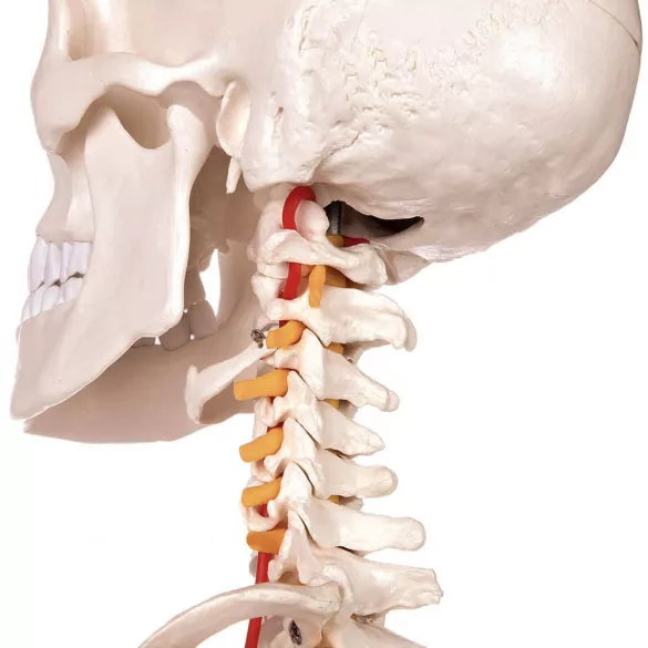 Anatomical Skeleton Model with Stand