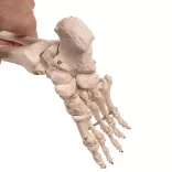 Anatomical Skeleton Model with Stand