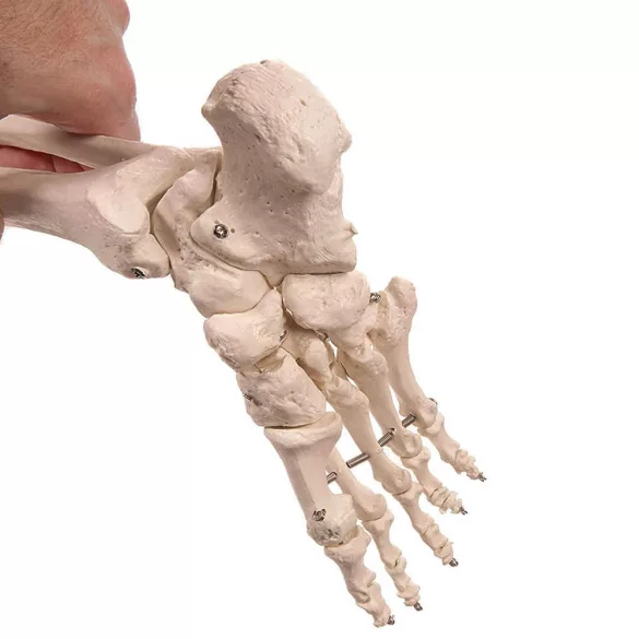 Anatomical Skeleton Model with Stand