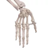Anatomical Skeleton Model with Stand